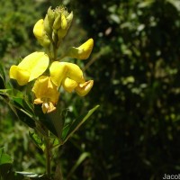 Crotalaria micans Link